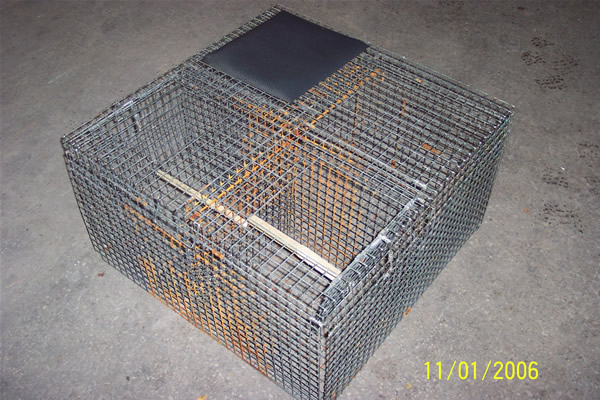 larsen corvid combination trap